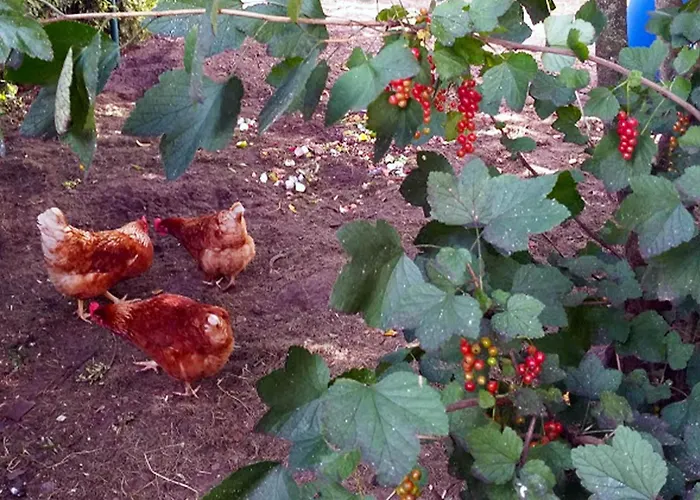 In With Garden Holiday home Soerendonk